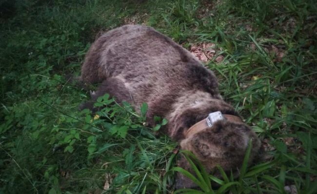 oso fallecido en Somiedo – NB Radio Digital oso fallecido en Somiedo