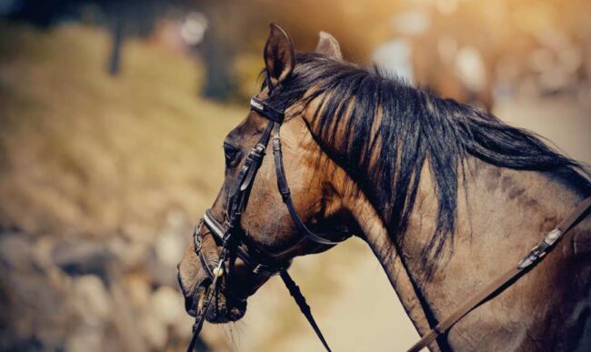 Animales que cambiaron la historia – NB Radio Digital Animales que cambiaron la historia