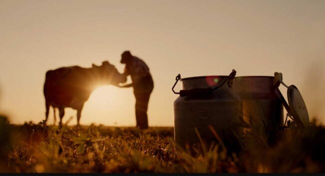 Recogida de leche en Asturias – NB Radio Digital Recogida de leche en Asturias